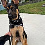 Ace joined the competition — help win amazing prizes! dog, german_shepherd, puppy, leash, outdoor, grass, fence, sidewalk, house, ear, pet, canine, sitting, collar, human_hand, suburban, young, animal, alert, daytime