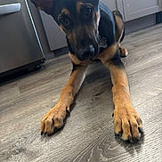 Ace joined the competition — help win amazing prizes! dog, german_shepherd, puppy, floor, wooden_floor, indoor, kitchen, ears, paws, pet, animal, curious, looking, brown, black, fur, collar, nose, canine, home