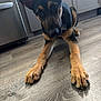 dog, german_shepherd, puppy, floor, wooden_floor, indoor, kitchen, ears, paws, pet, animal, curious, looking, brown, black, fur, collar, nose, canine, home