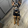 Ace is registered to the contest to win money with this photo: dog, puppy, ears, floor, wooden_floor, indoor, kitchen, cabinet, curious, pet, collar, brown, black, sitting, looking, animal, domestic, canine, fur, young