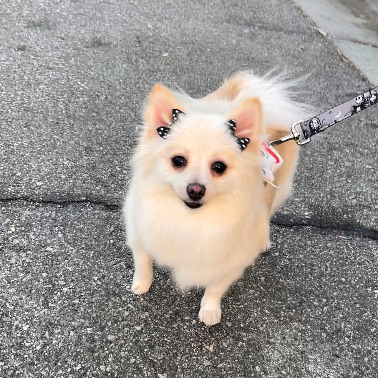 Eevee is registered to the contest to win money with this photo: accessories, animal, canine, dog, eskimodog, leash, person, pet, puppy, strap, walkingdog, whitedog