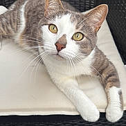 Chacha participe au concours pour gagner de l'argent avec cette photo : animal, cat, chair, closeup, cushion, cute, domestic_animal, feline, fur, indoor, looking_up, mammal, pet, portrait, relaxed, resting, tabby, whiskers, white_paws, yellow_eyes