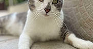 Chacha a rejoint le concours — aidez-le/la à gagner de superbes lots ! abyssinian, angora, animal, cat, egyptiancat, kitten, manx, pet, siamese, snout
