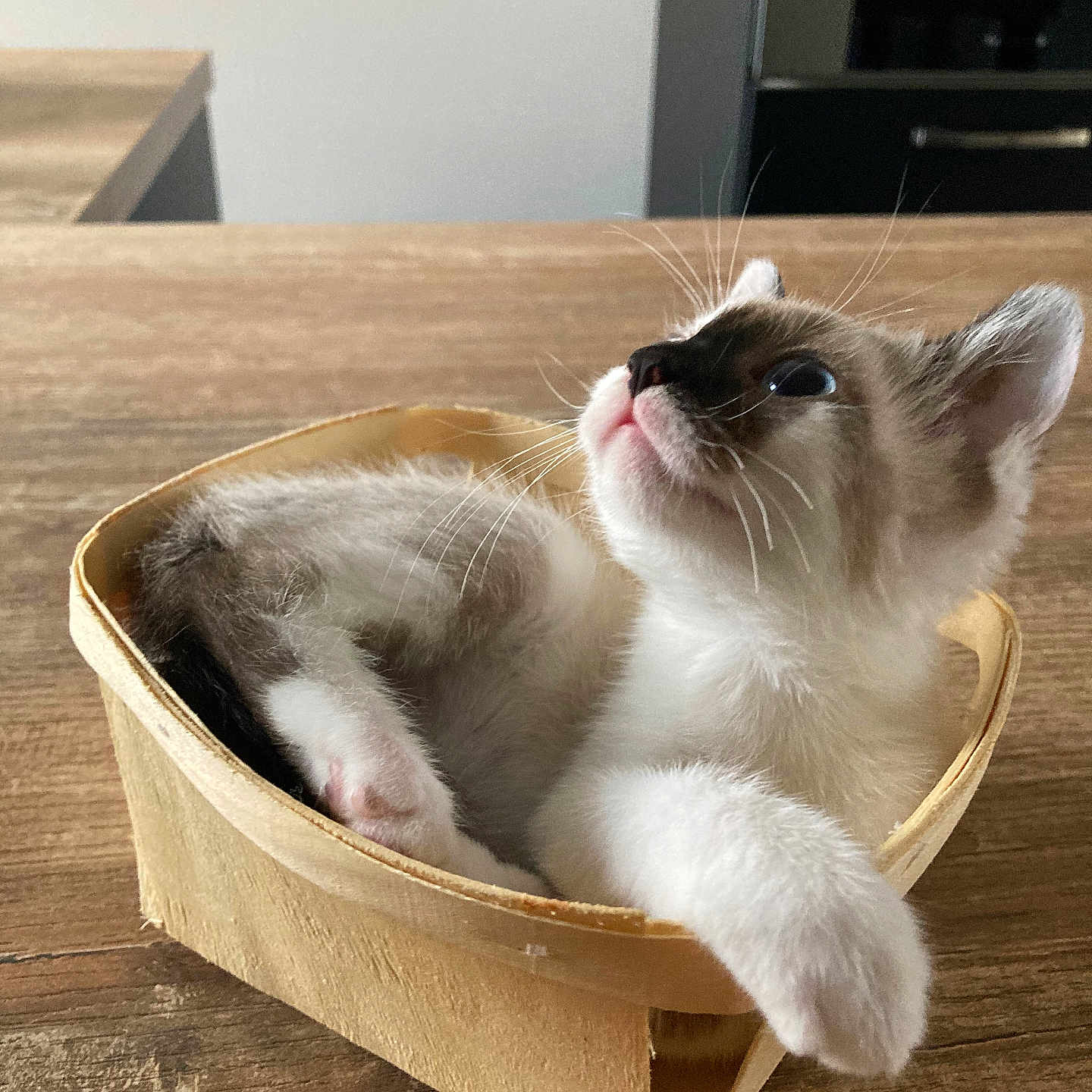 Vénus participe au concours pour gagner de l'argent avec cette photo : abyssinian, angora, animal, art, basket, box, canine, cat, dog, dogbed, drawer, hardwood, kitten, manx, pet, porcelain, pottery, siamese, stainedwood, wood