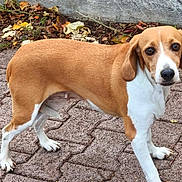 Peppa participe au concours pour gagner de l'argent avec cette photo : dog, brown, white, pavement, outdoor, animal, canine, pet, leaves, curious, standing, wall, nature, ears, fur, eyes, snout, walking, texture, side_view