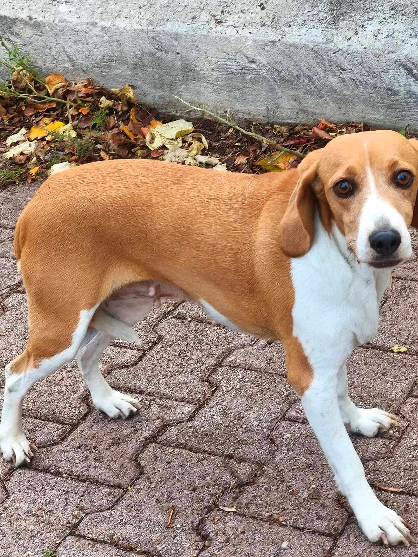 Peppa participe au concours pour gagner de l'argent avec cette photo : dog, brown, white, pavement, outdoor, animal, canine, pet, leaves, curious, standing, wall, nature, ears, fur, eyes, snout, walking, texture, side_view