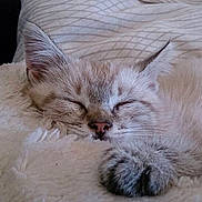 Luna a rejoint le concours — aidez-le/la à gagner de superbes lots !