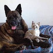 Linka a rejoint le concours — aidez-le/la à gagner de superbes lots ! dog, cat, animal, pet, cuddle, friendship, blanket, indoor, resting, fur, cute, tongue_out, ears, paw, companions, relaxed, comfort, mammal, looking_at_camera, cozy