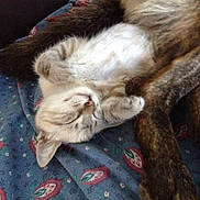 Luna a rejoint le concours — aidez-le/la à gagner de superbes lots !