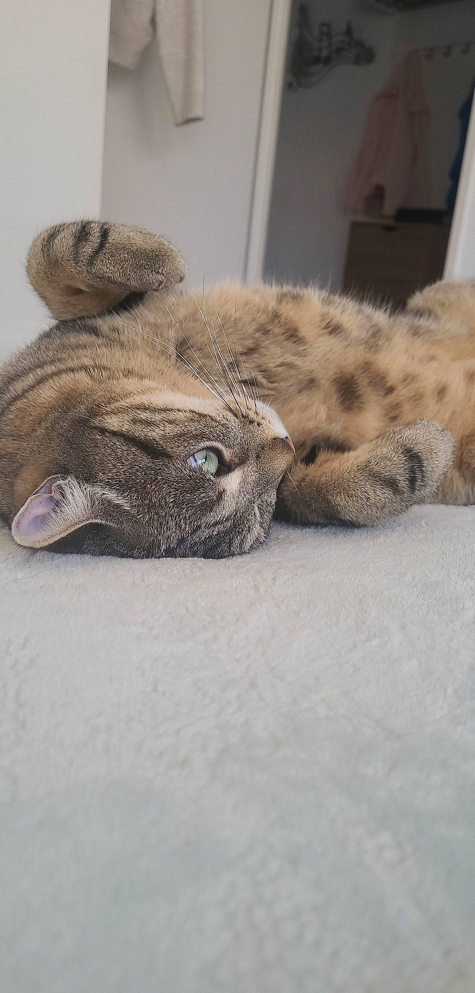 Orage a rejoint le concours — aidez-le/la à gagner de superbes lots ! carnivore, cat, claw, comfort, domestic_short_haired_cat, fawn, felidae, fur, grey, linens, nap, paw, sleep, small_to_medium_sized_cats, snout, terrestrial_animal, whiskers, wildlife, wood, wrinkle