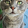 cat, gray_cat, tabby, green_eyes, whiskers, close_up, pet, animal, indoor, curious, feline, sitting, face, ears, nose, table, colorful_chair, background, domestic_cat, fur