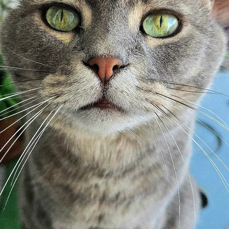 Loulou participe au concours pour gagner de l'argent avec cette photo : animal, background, cat, close_up, colorful_chair, curious, domestic_cat, ears, face, feline, fur, gray_cat, green_eyes, indoor, nose, pet, sitting, tabby, table, whiskers