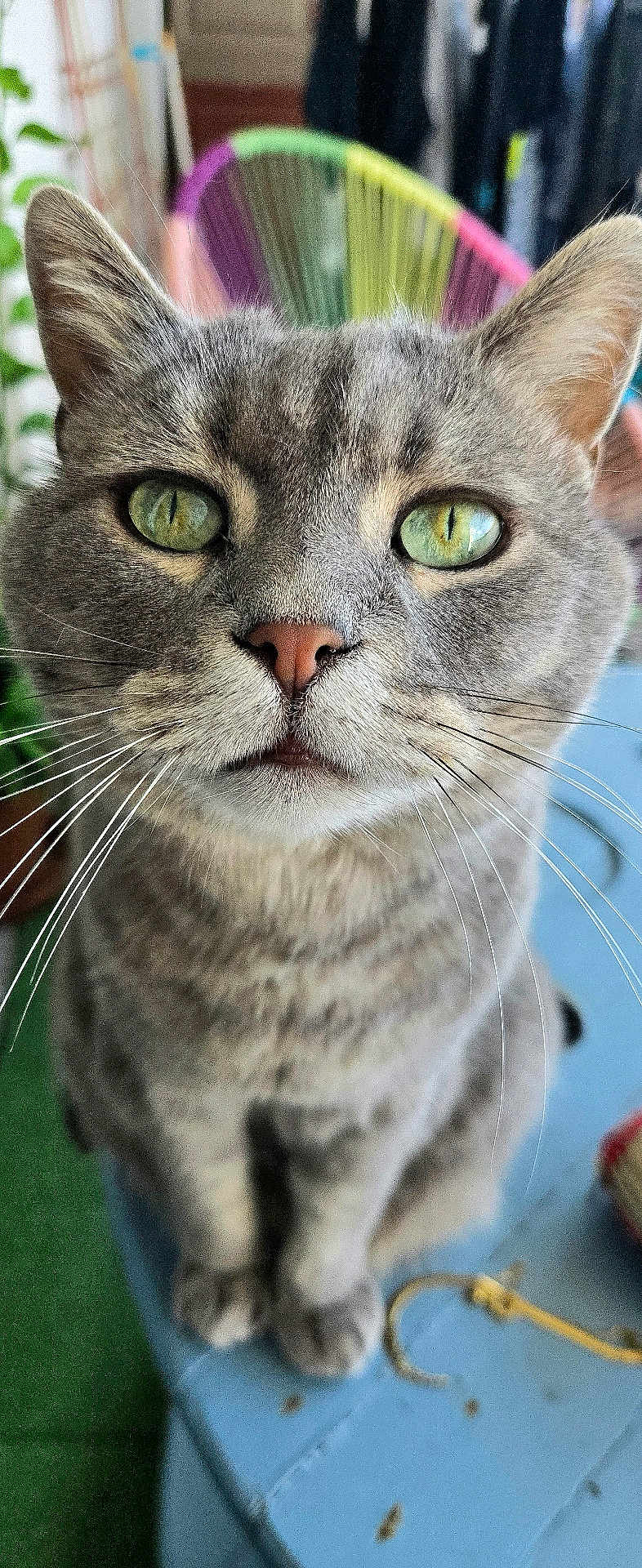 Loulou