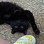 animal, black_cat, carpet, cat, cozy, curious, cute, eyes, feline, floor, indoor, lemon_pattern, paw, pet, playful, relaxing, slipper, stretching, whiskers, yellow