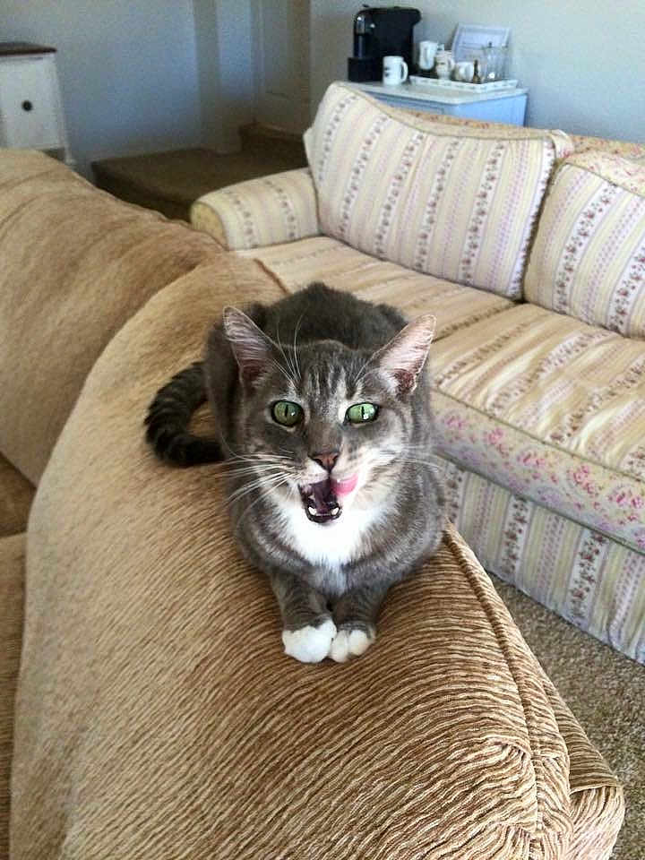 George joined the competition — help win amazing prizes! cat, gray_cat, tabby, pet, feline, indoor, couch, sofa, living_room, furniture, green_eyes, whiskers, playful, tongue_out, cozy, home, carpet, coffee_maker, mugs, relaxing