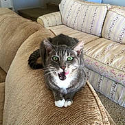 George Ii joined the competition — help win amazing prizes! cat, gray_tabby, white_paws, licking, couch, beige_couch, living_room, furniture, sofa, pet, domestic_cat, whiskers, green_eyes, indoor, cozy, home, table, coffee_machine, mugs, carpet