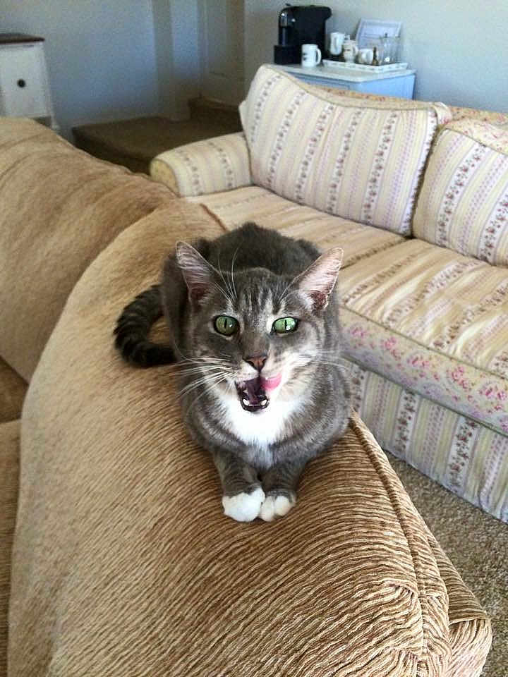 George Ii joined the competition — help win amazing prizes! cat, gray_tabby, white_paws, licking, couch, beige_couch, living_room, furniture, sofa, pet, domestic_cat, whiskers, green_eyes, indoor, cozy, home, table, coffee_machine, mugs, carpet