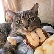 Jorge joined the competition — help win amazing prizes! cat, gray_tabby, plush_toy, monkey_toy, cuddling, green_eyes, indoor, cozy, soft, feline, stuffed_animal, close_up, pet, cute, animal, relaxed, companion, snuggle, home, comfort