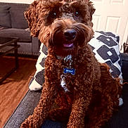 Benji joined the competition — help win amazing prizes! dog, brown, curly_hair, pet, indoor, couch, collar, name_tag, fur, cute, animal, portrait, living_room, wooden_floor, furniture, domestic_animal, sitting, looking, friendly, companion