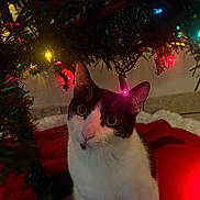 Manchas joined the competition — help win amazing prizes! animal, black_and_white, cat, christmas_lights, christmas_tree, christmas_tree_skirt, closeup, curious, cute, decorations, eyes, festive, fur, green, holiday, indoor, night, pet, red, whiskers
