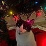 animal, black_and_white, cat, christmas_lights, christmas_tree, christmas_tree_skirt, closeup, curious, cute, decorations, eyes, festive, fur, green, holiday, indoor, night, pet, red, whiskers