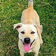 Faunette a rejoint le concours — aidez-le/la à gagner de superbes lots ! dog, grass, pet, outdoor, tongue_out, smiling, tail_up, happy, canine, nature, greenery, flower, summer, playful, animal, domestic_animal, cute, friendly, fur, walking