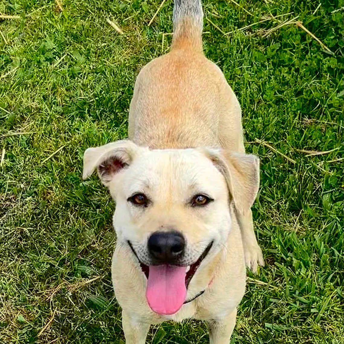 Faunette a rejoint le concours — aidez-le/la à gagner de superbes lots ! dog, grass, pet, outdoor, tongue_out, smiling, tail_up, happy, canine, nature, greenery, flower, summer, playful, animal, domestic_animal, cute, friendly, fur, walking