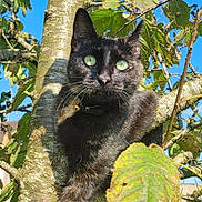 Mémère participe au concours pour gagner de l'argent avec cette photo : cat, black_cat, tree, branch, green_eyes, outdoor, nature, leaf, sunlight, animal, pet, feline, wildlife, closeup, daylight, sky, collar, whiskers, cute, mammal