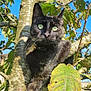 cat, black_cat, tree, branch, green_eyes, outdoor, nature, leaf, sunlight, animal, pet, feline, wildlife, closeup, daylight, sky, collar, whiskers, cute, mammal