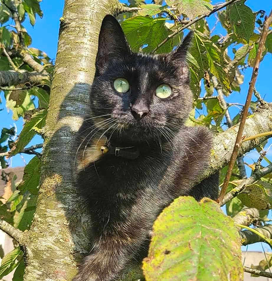 Mémère participe au concours pour gagner de l'argent avec cette photo : cat, black_cat, tree, branch, green_eyes, outdoor, nature, leaf, sunlight, animal, pet, feline, wildlife, closeup, daylight, sky, collar, whiskers, cute, mammal