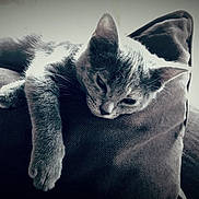 Flash a rejoint le concours — aidez-le/la à gagner de superbes lots ! black, black_and_white, carnivoran, cat, cat_like_mammal, domestic_short_haired_cat, eye, fur, kitten, mammal, organ, photography, small_to_medium_sized_cats, snapshot, snout, stock_photography, vertebrate, whiskers