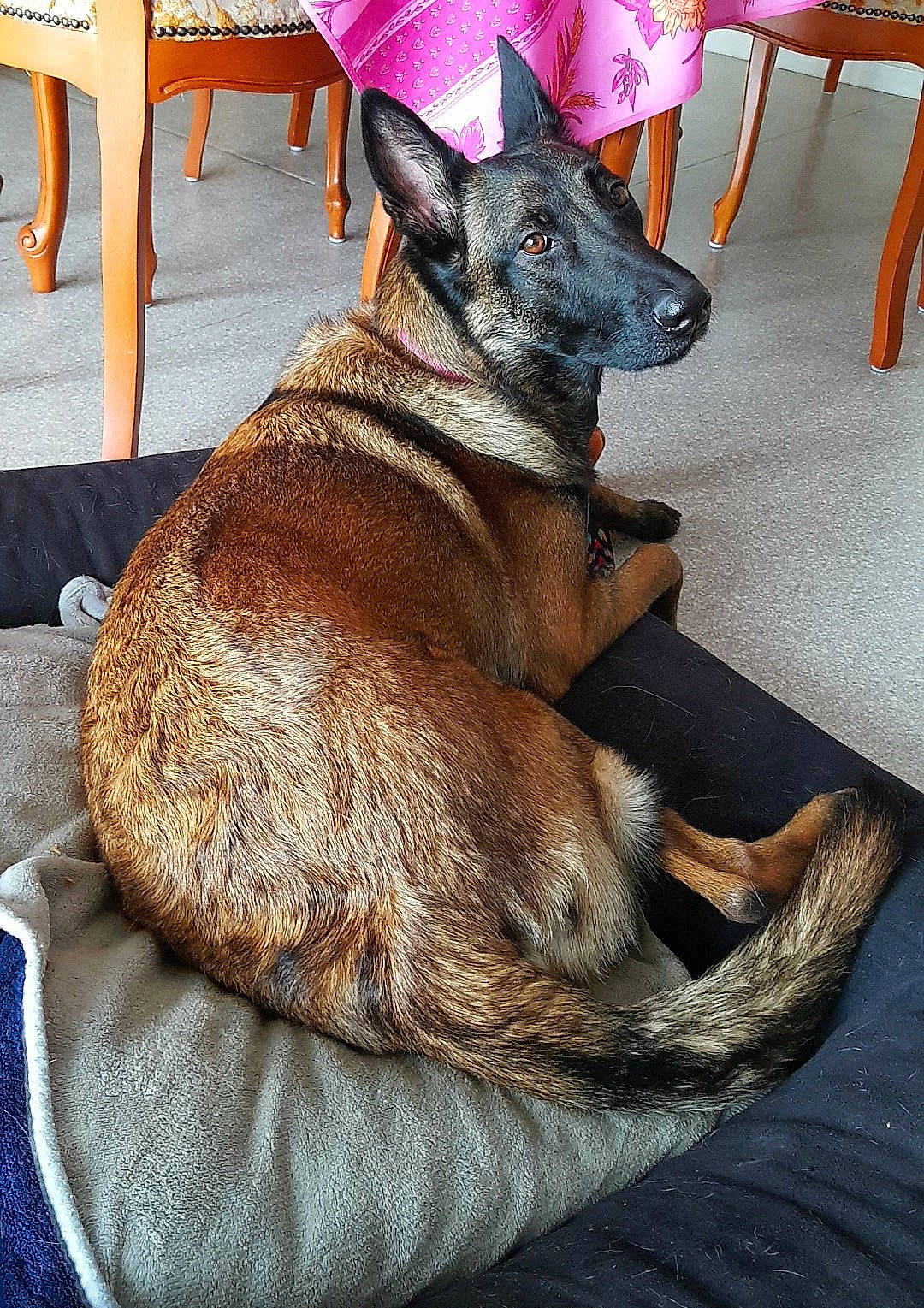 Kheyra participe au concours pour gagner de l'argent avec cette photo : canidae, carnivore, chair, comfort, companion_dog, dog, dog_breed, fawn, fur, liver, magenta, snout, sporting_group, terrestrial_animal, working_animal