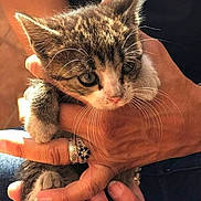 Dora is registered to the contest to win money with this photo: kitten, cat, hand, person, fingers, ring, tabby, whiskers, pet, cute, animal, closeup, fur, paw, holding, domestic_animal, young, mammal, indoor, portrait