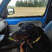 Nouméa participe au concours pour gagner de l'argent avec cette photo : accessories, alloywheel, animal, canine, car, car_exterior, carmirror, carwheel, dog, hound, labradorretriever, machine, mirror, pet, policedog, spoke, tire, transportation, vehicle, wheel
