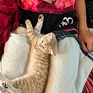 Bella participe au concours pour gagner de l'argent avec cette photo : cat, kitten, person, shirt, tie_dye, heart, blanket, lap, relaxation, orange_tabby, feline, indoor, comfort, resting, paw, fur, casual_clothing, hand, seated, cozy