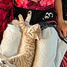 cat, kitten, person, shirt, tie_dye, heart, blanket, lap, relaxation, orange_tabby, feline, indoor, comfort, resting, paw, fur, casual_clothing, hand, seated, cozy