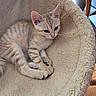 Bella a rejoint le concours — aidez-le/la à gagner de superbes lots ! animal, bed, cat, cozy, cute, ears, feline, fur, indoor, kitten, light, paws, pet, plush, relaxed, resting, small, tabby, whiskers, young