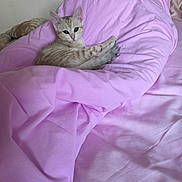 Sophie a rejoint le concours — aidez-le/la à gagner de superbes lots ! kitten, cat, bed, pink, blanket, feline, cute, pet, indoor, resting, cozy, soft, fur, animal, domestic, comfort, curious, young, sleepy, relaxed