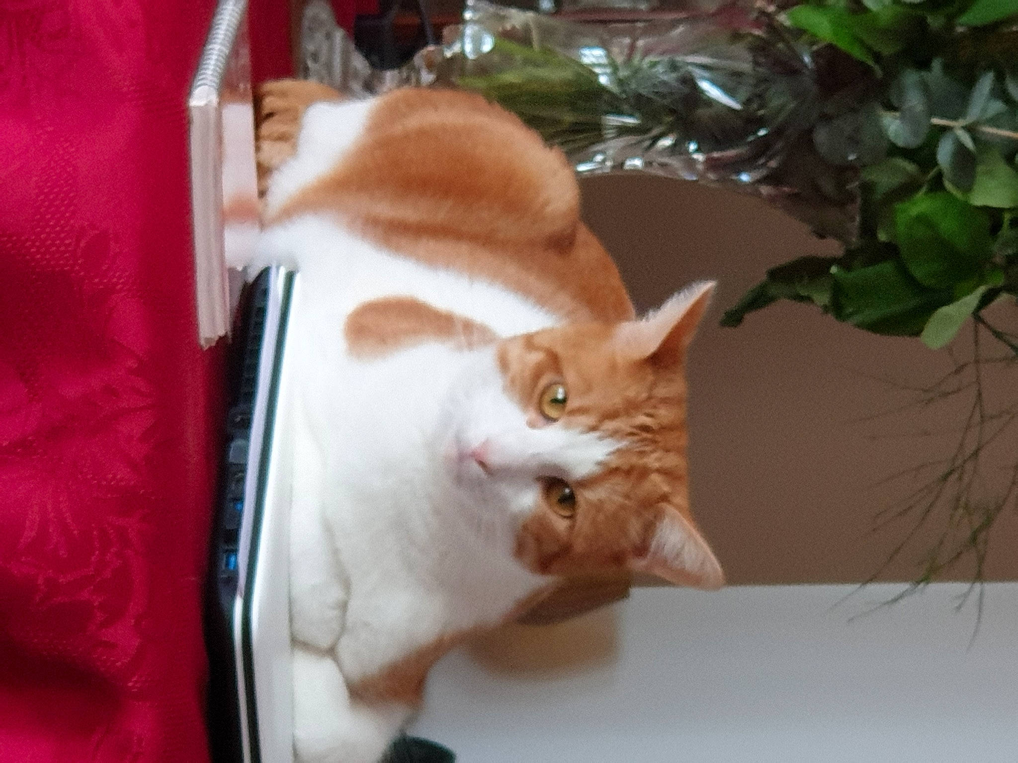 Poopy a rejoint le concours — aidez-le/la à gagner de superbes lots ! aegean_cat, american_wirehair, asian, carnivore, cat, domestic_short_haired_cat, ear, european_shorthair, fawn, felidae, fur, german_rex, kitten, mammal, polydactyl_cat, small_to_medium_sized_cats, snout, tail, whiskers