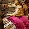 Poopy participe au concours pour gagner de l'argent avec cette photo : canidae, carnivore, cat, companion_dog, fawn, felidae, nap, paw, puppy_love, small_to_medium_sized_cats