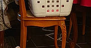Poopy a rejoint le concours — aidez-le/la à gagner de superbes lots ! basket, carnivore, cat, fawn, felidae, home_accessories, room, small_to_medium_sized_cats, wicker