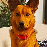 Rascal joined the competition — help win amazing prizes! dog, pet, orange_collar, ears, couch, tapestry, blanket, indoor, fur, portrait, animal, canine, sitting, brown_fur, alert, cute, domestic_animal, companion, friendly, house