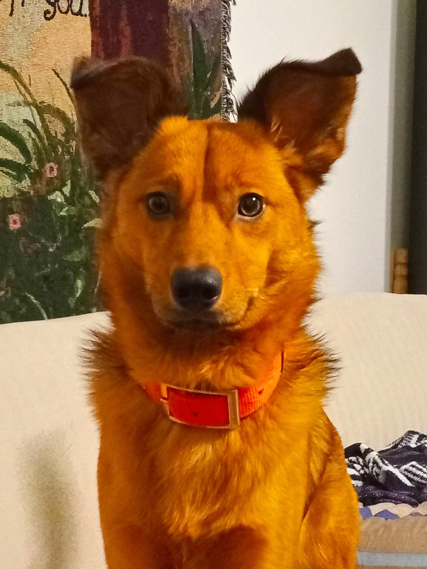 Rascal joined the competition — help win amazing prizes! dog, pet, orange_collar, ears, couch, tapestry, blanket, indoor, fur, portrait, animal, canine, sitting, brown_fur, alert, cute, domestic_animal, companion, friendly, house