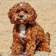 Buddy joined the competition — help win amazing prizes! dog, puppy, brown_fur, curly_fur, white_chest, grass, outdoors, portrait, close_up, cute, pet, animal, sitting, paws, nose, eyes, fur_texture, adorable, small_breed, fluffy