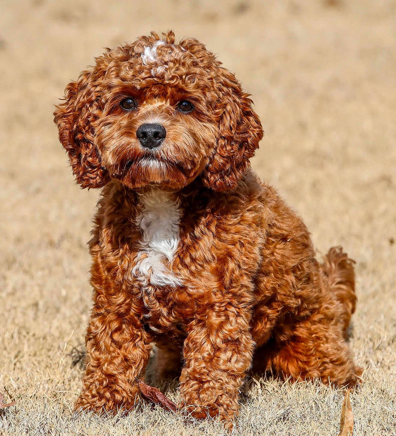 Buddy joined the competition — help win amazing prizes! dog, puppy, brown_fur, curly_fur, white_chest, grass, outdoors, portrait, close_up, cute, pet, animal, sitting, paws, nose, eyes, fur_texture, adorable, small_breed, fluffy