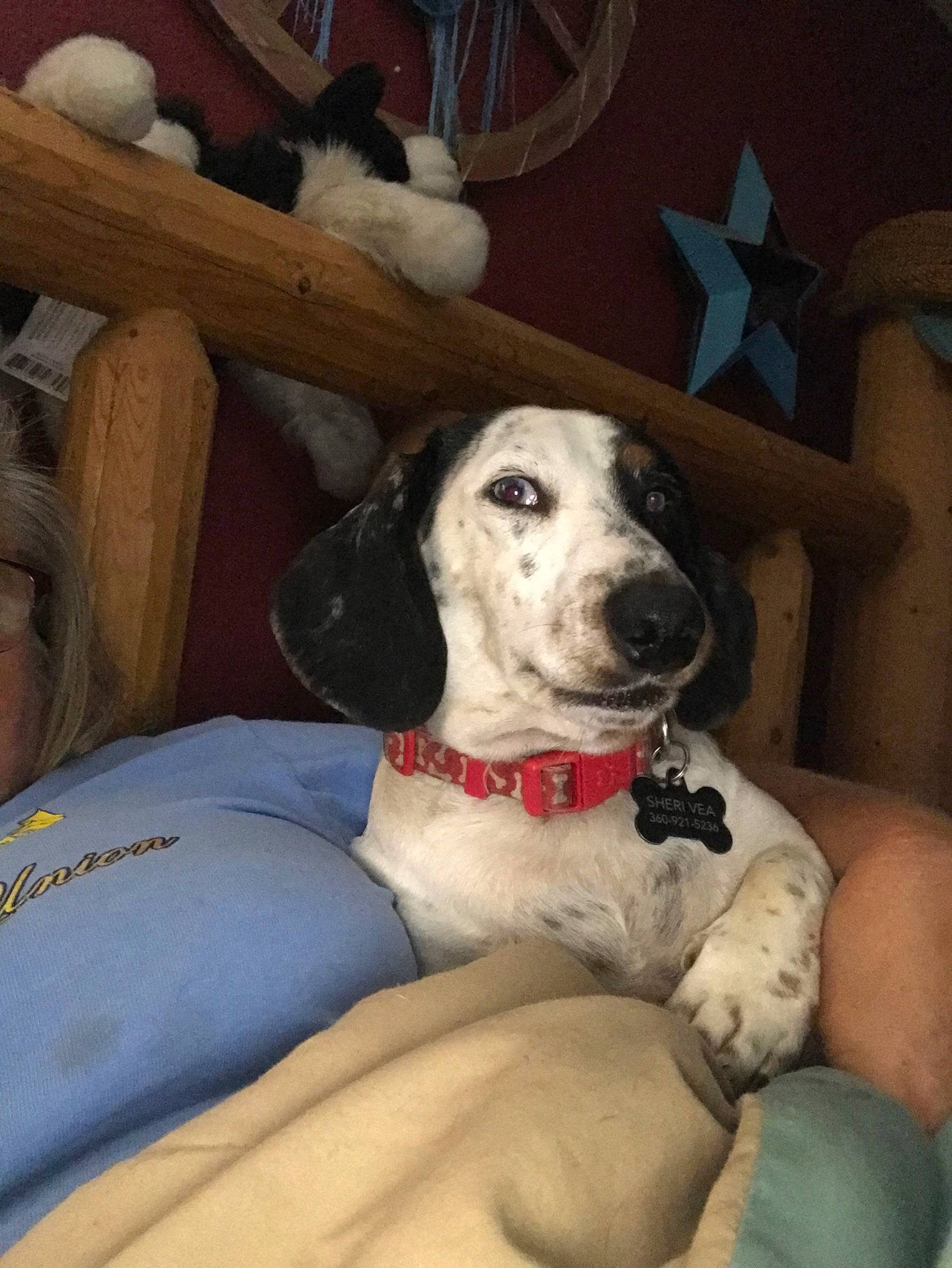 Snoop is registered to the contest to win money with this photo: bluetick_coonhound, canidae, carnivore, companion_dog, dog, dog_breed, mammal, sporting_group, vertebrate