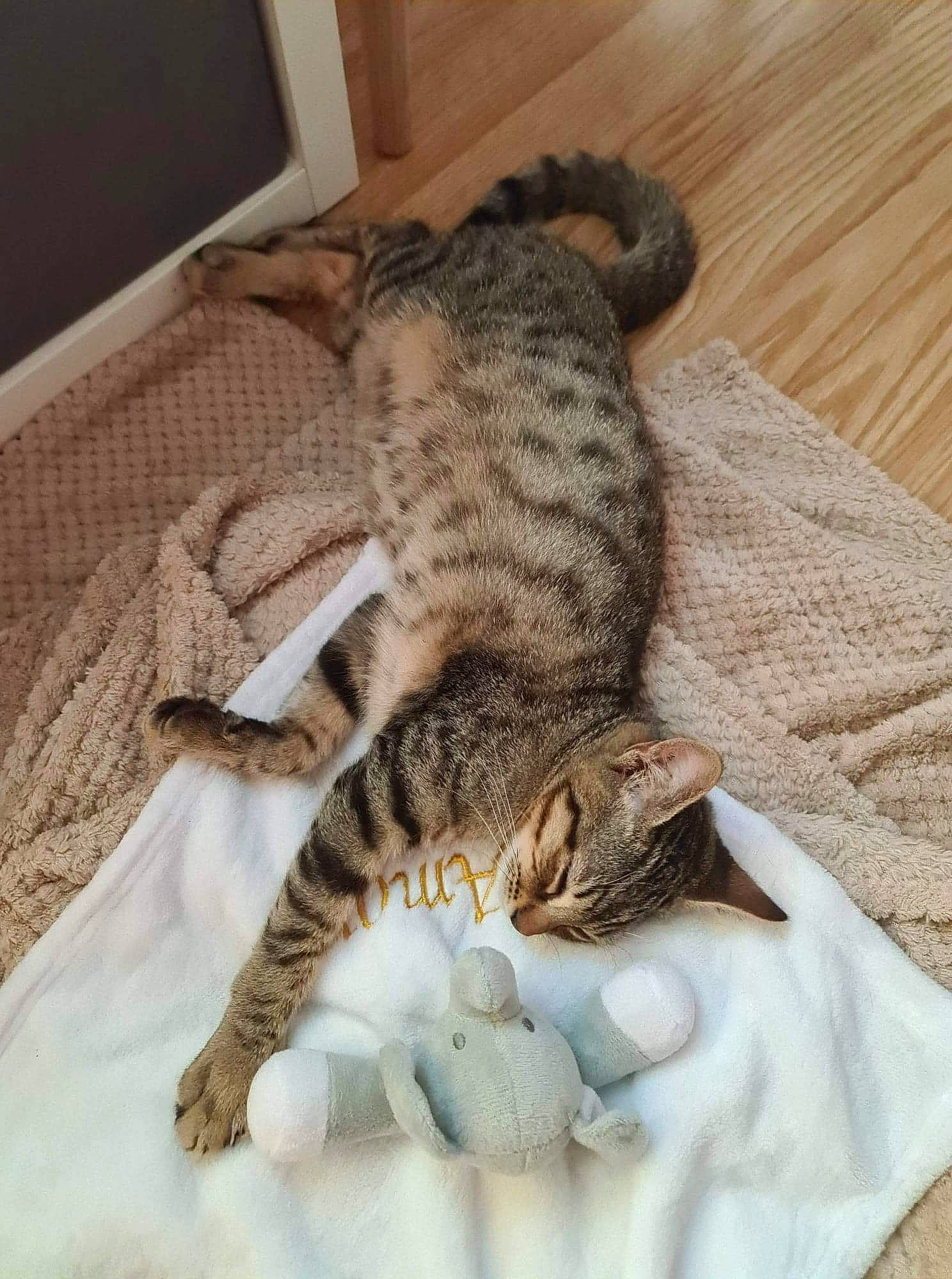 Amon a rejoint le concours — aidez-le/la à gagner de superbes lots ! bed, bedding, carnivore, cat, claw, comfort, domestic_short_haired_cat, felidae, fur, hardwood, linens, pattern, paw, small_to_medium_sized_cats, snout, tail, terrestrial_animal, textile, whiskers, wood