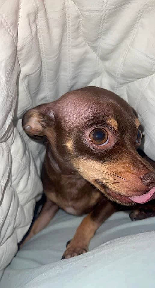 Diva is registered to the contest to win money with this photo: canidae, carnivore, chihuahua, comfort, companion_dog, corgi_chihuahua, dog, dog_breed, ear, fawn, fur, liver, puppy, russkiy_toy, snout, sporting_group, toy_dog, whiskers, wood, working_animal