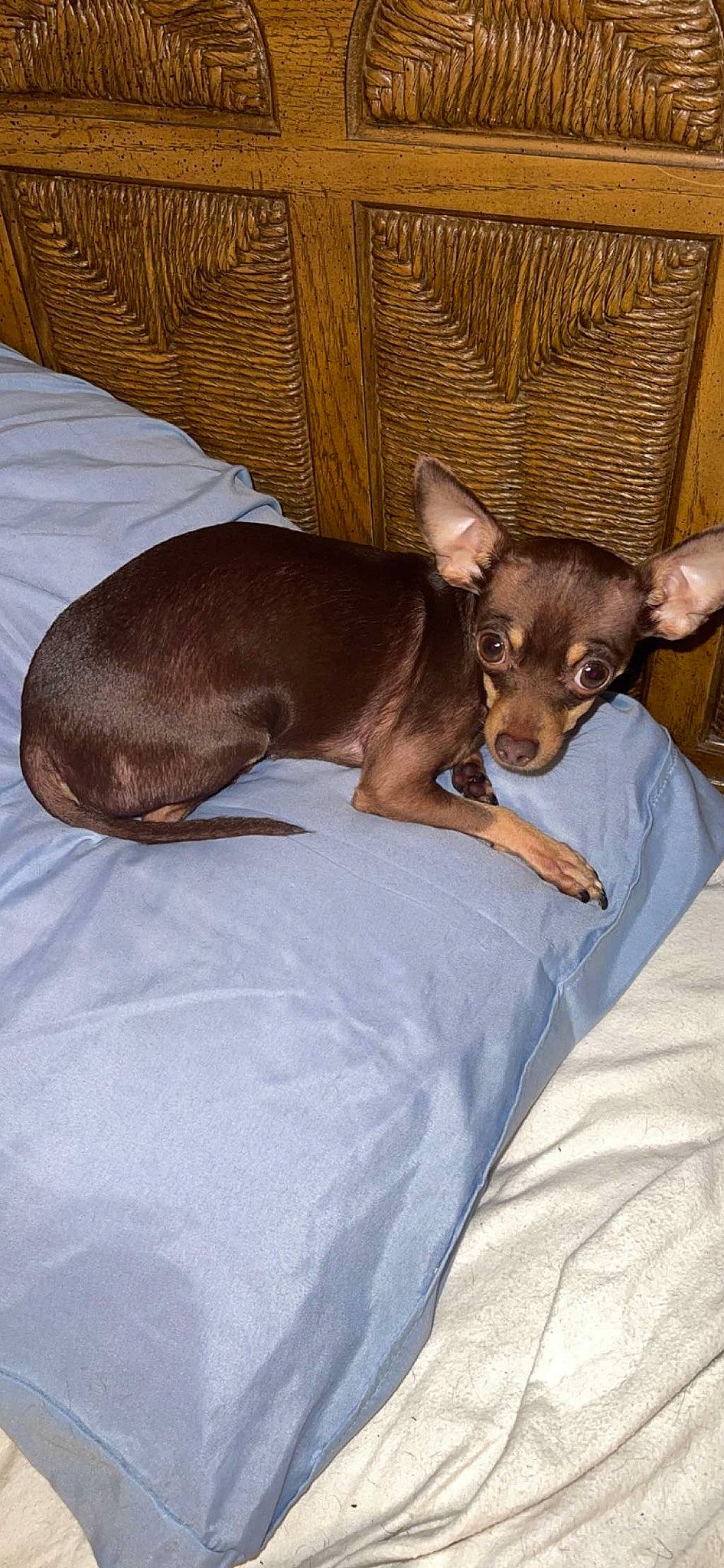 Diva is registered to the contest to win money with this photo: canidae, carnivore, chihuahua, comfort, companion_dog, corgi_chihuahua, dog, dog_breed, dog_supply, ear, fawn, liver, nap, russkiy_toy, snout, sporting_group, terrestrial_animal, toy_dog, whiskers, working_animal