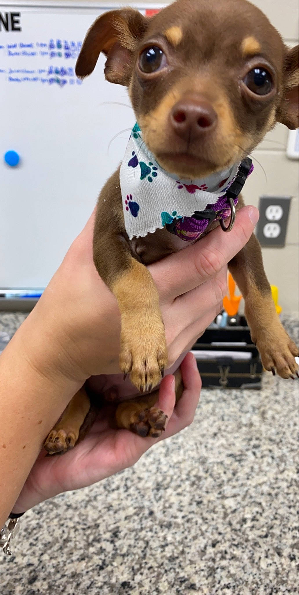 Diva joined the competition — help win amazing prizes! carnivore, collar, companion_dog, dog, dog_breed, dog_clothes, dog_collar, dog_supply, fashion_accessory, fawn, finger, hat, liver, nail, pattern, pet_supply, snout, sporting_group, working_animal, wrist